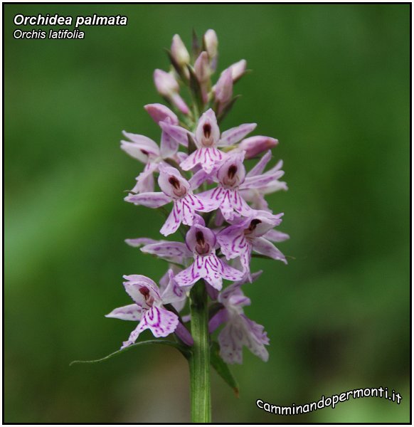 Orchidea palmata -1-.jpg